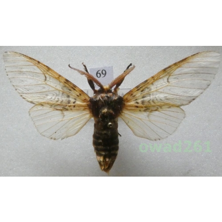 Cerura vinula (Linnaeus, 1758) male Czech69